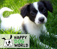 Happy Dog World